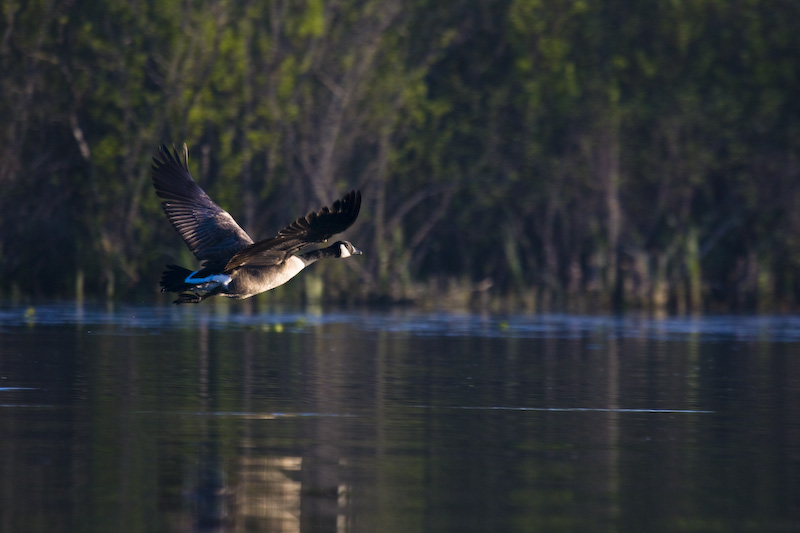 Canadian Goose In Flight